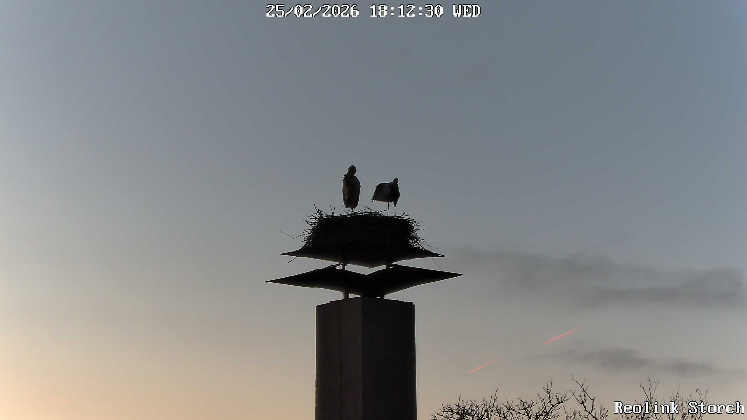 Storchencam Bild